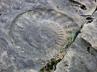 Fossils on the Isle of Skye